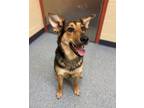 Adopt Sam Sparks a Black German Shepherd Dog / Mixed dog in Westland