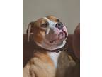 Adopt Barnaby a White - with Tan, Yellow or Fawn American Pit Bull Terrier /