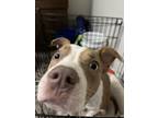 Adopt Rocco a Brown/Chocolate - with White Black Mouth Cur / American Pit Bull