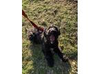 Adopt Kobe a Black Goldendoodle / Mixed dog in Millersburg, OH (37639712)