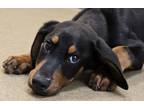 Adopt Ricky a Black Doberman Pinscher / Mixed dog in Cedar Hill, TX (37639636)