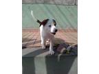 Adopt Peter a Tricolor (Tan/Brown & Black & White) Border Collie / Mixed Breed