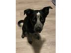 Adopt Juniper a Black - with White Australian Cattle Dog / Pug / Mixed dog in
