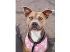 Adopt ROSEMARY a Pit Bull Terrier