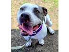Adopt Missy Elliot a White American Pit Bull Terrier / Mixed dog in Dallas