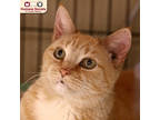 Adopt Wendy A Orange Or Red Domestic Shorthair / Domestic Shorthair / Mixed Cat