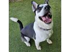 Adopt Onyx a Black Husky / Mixed dog in Lakeland, FL (37639148)