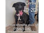 Adopt Cerbie a Black - with White Border Collie / Mixed dog in Fallon