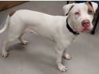 Adopt 52287965 a White American Pit Bull Terrier / Mixed dog in Mesquite