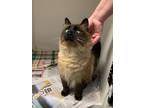 Adopt Boots a Brown or Chocolate Himalayan / Domestic Shorthair / Mixed cat in