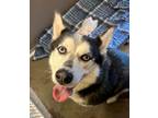 Adopt Rocko a Black Husky dog in Gardnerville, NV (37638591)