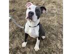 Adopt Morty a Gray/Blue/Silver/Salt & Pepper Mixed Breed (Medium) / Mixed dog in