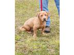 Adopt HADLEY a Brown/Chocolate Labrador Retriever / Mixed dog in Clinton