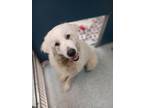 Adopt Jack a White Great Pyrenees / Mixed dog in Santa Cruz, CA (37638580)