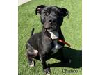 Adopt Chance a Black American Pit Bull Terrier / Mixed dog in Hamilton