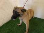 Adopt A1134768 a German Shepherd Dog