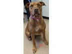 Adopt Lilly a Brown/Chocolate Labrador Retriever / Mixed dog in Burton