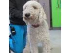 Adopt 52287334 Available 3/25 a Labradoodle