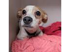Adopt Gemma a Brown/Chocolate Jack Russell Terrier / Mixed dog in Harrisonburg