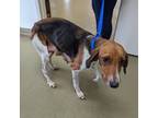 Adopt 16144 a Brown/Chocolate Hound (Unknown Type) / Mixed dog in Harrisonburg
