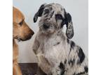 Adopt Sylvia a Great Dane, Standard Poodle