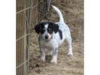 Adopt Lanai - Fostered in Omaha a Beagle