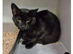 Adopt OVER-EASY EGG a Domestic Short Hair
