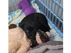 Adopt Dahlia a Pit Bull Terrier, Doberman Pinscher