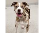 Adopt Evangeline a Mixed Breed