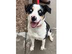 Adopt Patches a Catahoula Leopard Dog