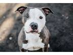 Adopt Piki a Pit Bull Terrier