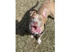 Adopt Charli a Pit Bull Terrier, Labrador Retriever