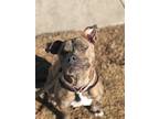 Adopt Amelia a American Staffordshire Terrier