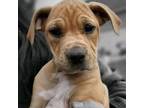 Adopt Sandy a Pit Bull Terrier, Labrador Retriever