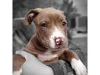 Adopt Coco a Pit Bull Terrier, Labrador Retriever