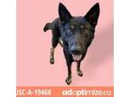 Adopt TUSC-Stray-tu237 a German Shepherd Dog