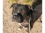 Adopt SAVAGE a Pit Bull Terrier