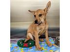Adopt A802730 a Rottweiler, Mixed Breed