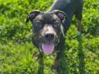 Adopt ZIGGY a Pit Bull Terrier, Mixed Breed
