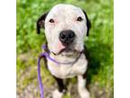 Adopt Spudz (ID# A0052232127) a Pit Bull Terrier