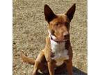 Adopt 12986/Paco a Chocolate Labrador Retriever, German Shepherd Dog