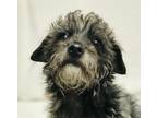 Adopt Jonas A Yorkshire Terrier, Poodle