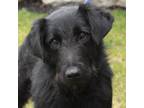 Adopt Rafferty a Irish Wolfhound, Poodle