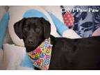 Adopt Chief Paw Paw a Black Labrador Retriever