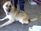 Adopt DRACO a German Shepherd Dog