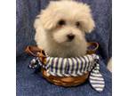 Maltese Puppy for sale in Wingate, NC, USA