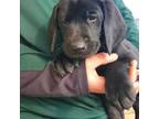 This Puppy Is An AKC Registered Male Black Lab Has Been Wormed At 24and 6 Weeks Has Had 1st Shots Fully Weaned And Working On House Breaking He Has Be