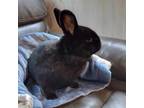 Meet Boba The Adorable Male Black Rabbit Looking For A Loving Forever Home Boba Is A Gentle And Affectionate Soul Who Loves Nothing More Than Finding 