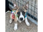 Adopt Jackie a American Staffordshire Terrier, Catahoula Leopard Dog