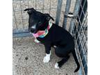 Adopt Jermaine a American Staffordshire Terrier, Catahoula Leopard Dog